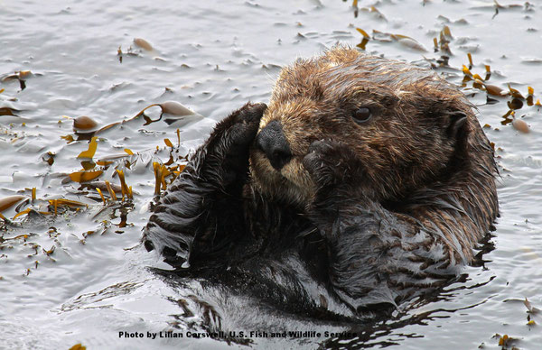 海藻の中で休もうととどまったラッコ。Photo by Lilian Carswell, U.S. Fish and Wildlife Service.