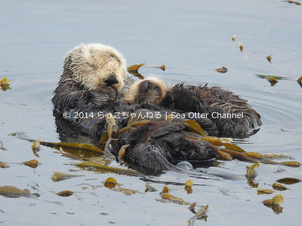 ラッコの繁殖活動 Reproduction らっこちゃんねる Sea Otter Channel ラッコ情報 記事 動画 写真をご紹介