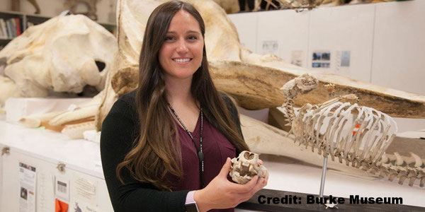 バーク博物館哺乳類額コレクションでラッコの頭蓋骨を持つクリスティン・キャンベルCredit: Burke Museum