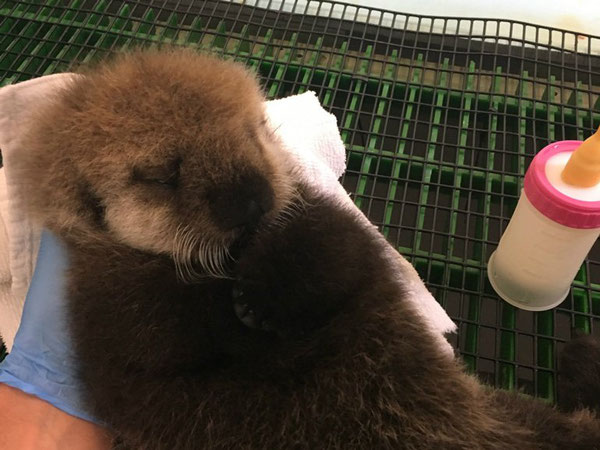 記事】ラッコの赤ちゃんのお世話 | Taking Care of a Sea Otter 記事】ラッコの赤ちゃんのお世話 | Taking Care of a Sea Otter