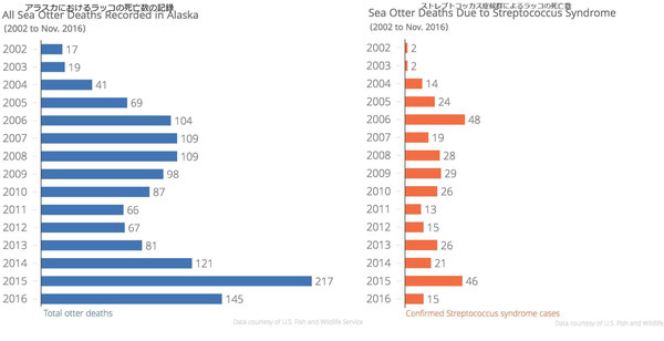 2002年から2016年11月にかけてのアラスカのラッコの死亡数の合計と同期間におけるストレプトコッカス症候群によるラッコの死亡数。アメリカ魚類野生生物局によると、このデータは回収し検死を行ったラッコの数の多くを占める。記録され検死を受けるラッコの数は限られているため、ラッコの死亡数の合計及びストレプトコッカス感染による死亡数は低く見積もられている可能性がある。Data courtesy of the U.S. Fish and Wildlife Service. CREDIT SHAHLA FARZAN
