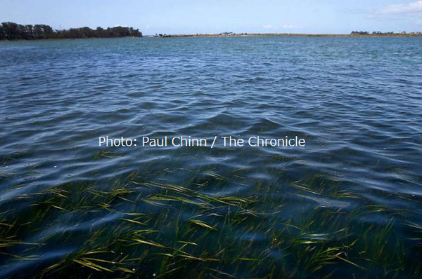 エルクホーン湿地帯の水面から見えるアマモ。ラッコが個体数を増やすことで、湿地帯でアマモの再生が成功したサインだ。