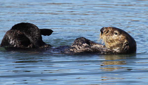 Photo by Lilian Carswell/USFWS