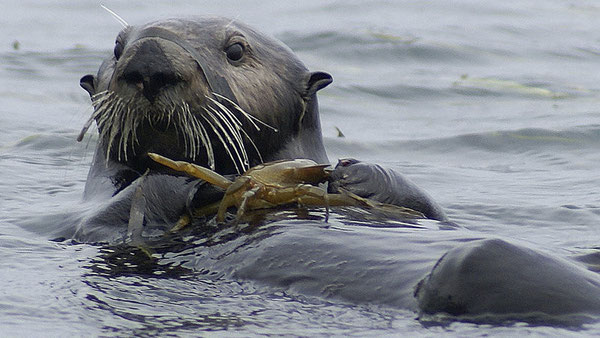 エルクホーン・スラウ・ナショナル・エストゥアリーン・リサーチ保護区でカニを食べようとするラッコ。非常に可愛らしい。しかしより重要なのは、ラッコが間接的に農業排水の有害な影響とたたかい、水の中の生態系を守っているということだ。(Rob Eby/AP)