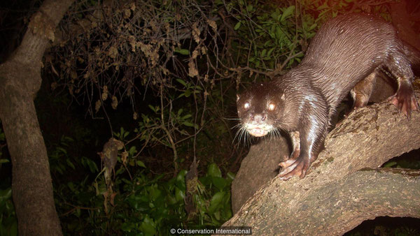 スマトラカワウソはユーラシアカワウソと比べて鼻の穴の周りの毛が特徴的(credit: Conservation International)