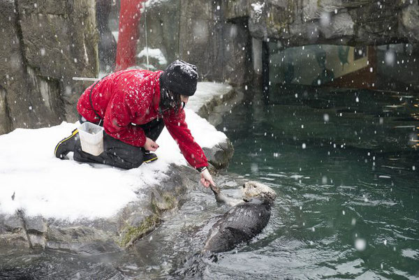 エルフィンは到着した時から海獣トレーナーらの心を射止めてきた