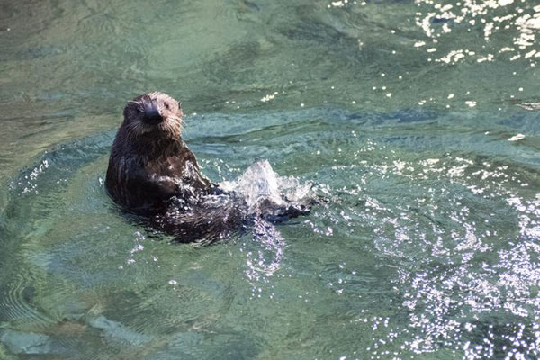 バンクーバー水族館の水槽ではじめて泳ぐ Photo:Vancouver Aquarium