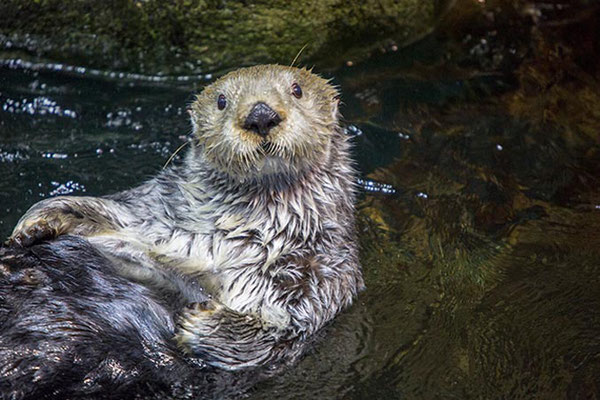 Photo Shedd Aquarium