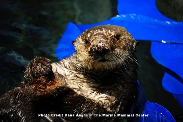 8歳のカリフォルニアラッコ、オットーがカリフォルニア州サウサリートの海洋哺乳類センターでリハビリ中に水槽に浮かんで休んでいるところ。このオスのラッコはカリフォルニア州モロベイにあるセンターのサンルイスオビスポ郡オペレーションの訓練をうけた対応チームに保護された。オットーの脳のMRIは、記憶や方向の働きを司る海馬が収縮していることを示していた。これは、ドウモイ酸に侵された動物たち一般にみられる症状だ。Photo Credit Dana Angus © The Marine Mammal Center.