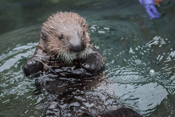 リアルトは大人のラッコ同様、ほとんどの時間を水の中で過ごしている。Photo:Vancouver Aquarium