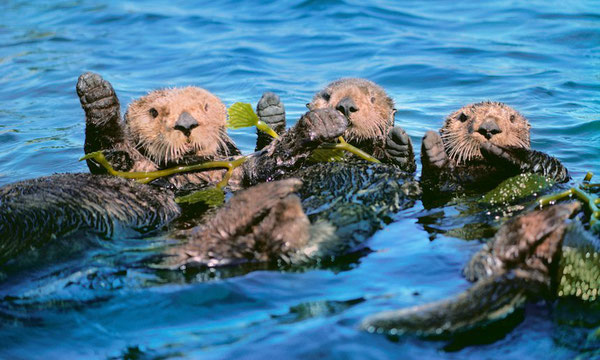 ラッコがケルプの間に浮かんでいる。ラッコはウニの数をコントロールし、ケルプの森が繁栄する手助けをしている。Photograph: Frans Lanting/Getty Images