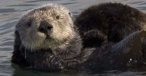 赤ちゃんを抱いた母親ラッコ Photo by "Mike" Michael L. Baird (Wikimedia Commons)