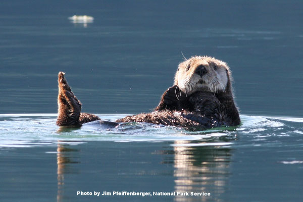 アラスカ週キーナイフィヨルド国立公園の海に浮かぶラッコPhoto by Jim Pfeiffenberger, National Park Service.