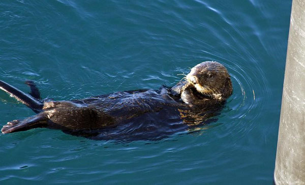 Sea otter. (Associated Press)