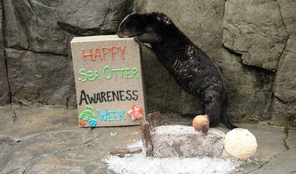 バンクーバー水族館でラッコ啓蒙週間をお祝しよう。9月19日から27日まで開催。