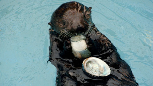 カリフォルニア州魚類野生生物局の原油流出予防対策室でアワビを食べるオリーブ