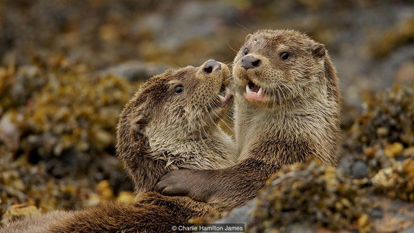 カワウソは非常に社交的で遊び好きな動物だ(credit: Charlie Hamilton James)