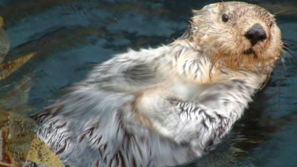 今年2頭のラッコが死んだが、オセアノポリ水族館は新たに2頭を受け入れることになった。Photo credit: Ouest-France.