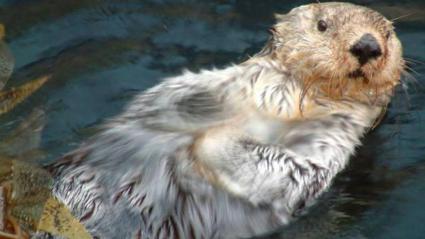 今年2頭のラッコが死んだが、オセアノポリス水族館は新たに2頭を受け入れることになった。Photo credit: Ouest-France.