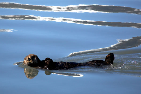 キーナイフィヨルド国立公園で海に浮かぶラッコ(Public domain photo by Kaitlin Thoresen/National Park Service)