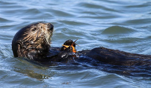 © Monterey Bay Aquarium