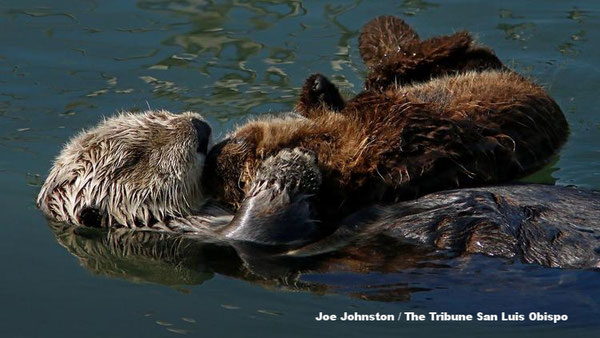 モロ湾で水に浮かぶラッコの母子