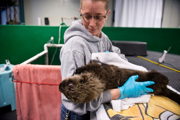 アラスカシーライフセンターの飼育コーディネーターDeanna Trobaughがセンターの保護動物集中治療室（"I. Sea. U."）でで生後2か月のラッコをタオルで拭いている。2016年5月3日。Marc Lester / ADN