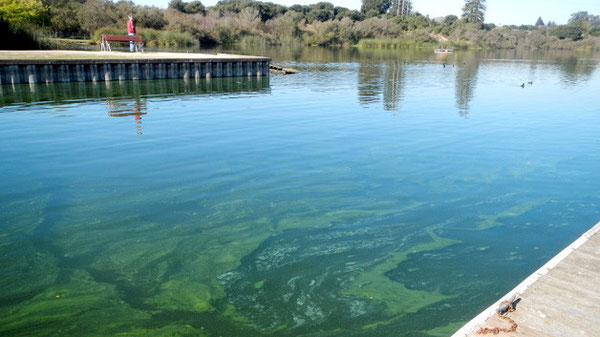 「水の華」が発生したカリフォルニア州ワトソンビルのピント湖。ラッコの生息域の近くにある。( photo from seaotters.com)