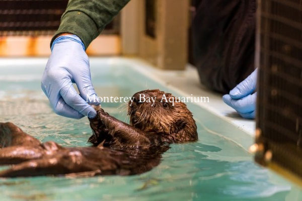 モントレーベイ水族館で保護されたラッコ