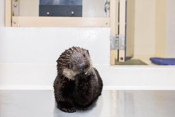 Photo Shedd Aquarium