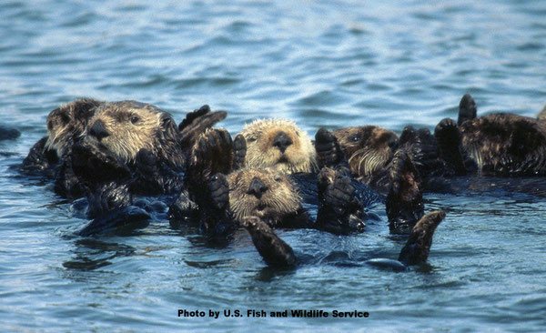 ラッコの群れが休んでいるところPhoto by U.S. Fish and Wildlife Service.