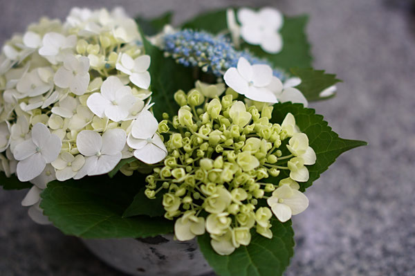 仲本律子　陶芸作家　ブログ　女性陶芸家　茨城県笠間市 　紫陽花