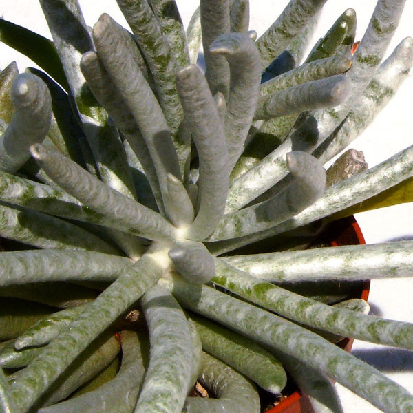 Senecio scaposus