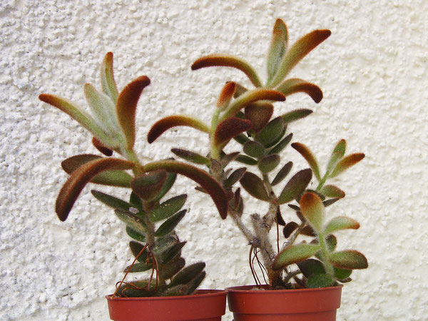 Kalanche tomentosa "Chocolate Soldier"