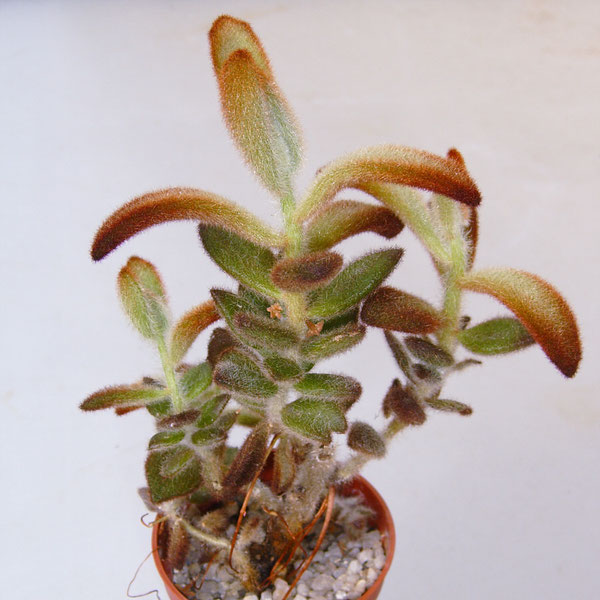 Kalanche tomentosa "Chocolate Soldier"