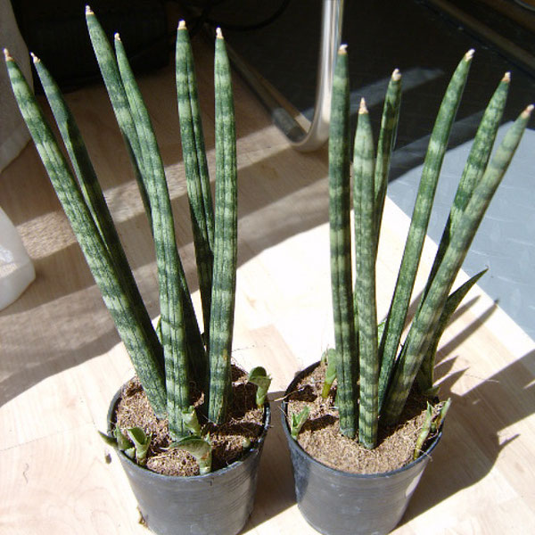 Sansevieria cylindrica