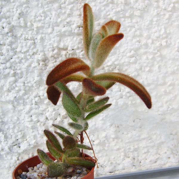 Kalanche tomentosa "Chocolate Soldier"