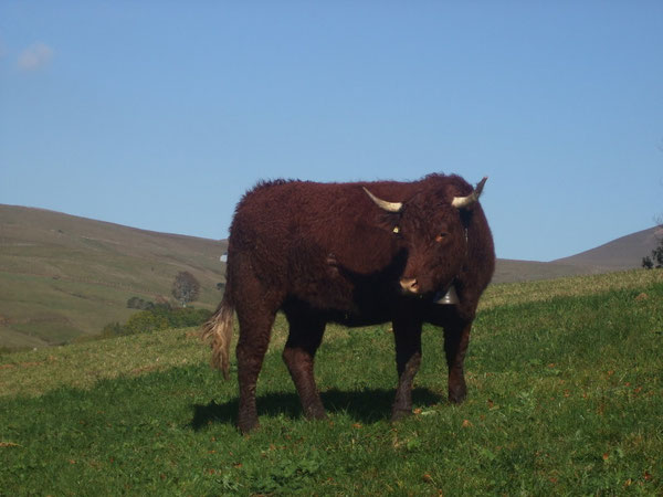 Cantal