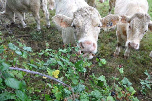 07/09/10 : Nos compagnons de route, les vaches :)