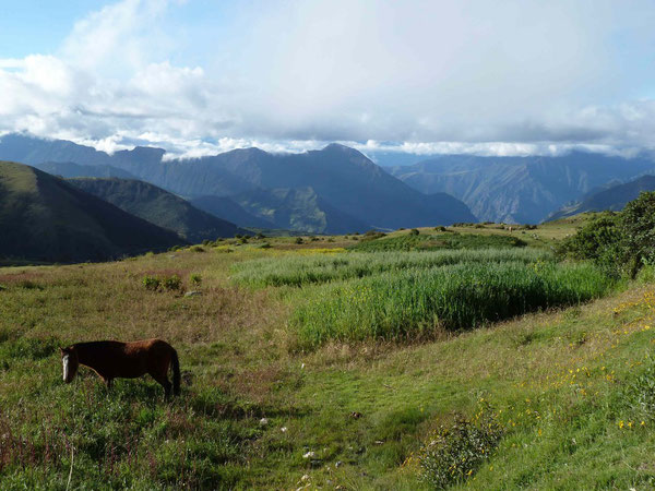 Pensees regulieres a ma ptite soeur en admirant les nombreux chevaux sauvages