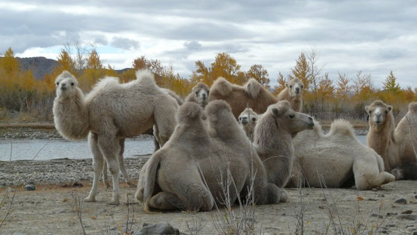 Petite famille de chameaux