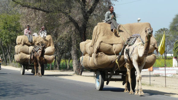 Des le depart de Delhi, de tels attelages ne sont pas rares sur les routes