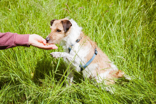 Hund macht Sitz im Gras und bekommt ein Leckerli