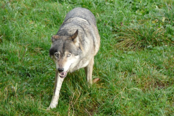 Den Wolf hautnah erleben - im Wild- und Wanderpark in Silz ist das möglich