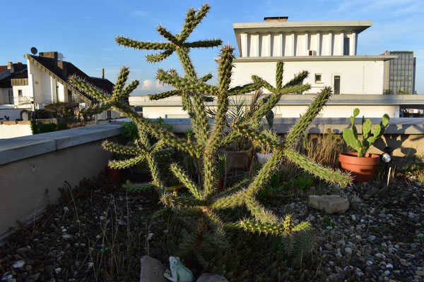 Cylindropuntia imbricata