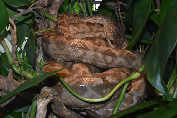 Gartenboa unter dem Wärmespot