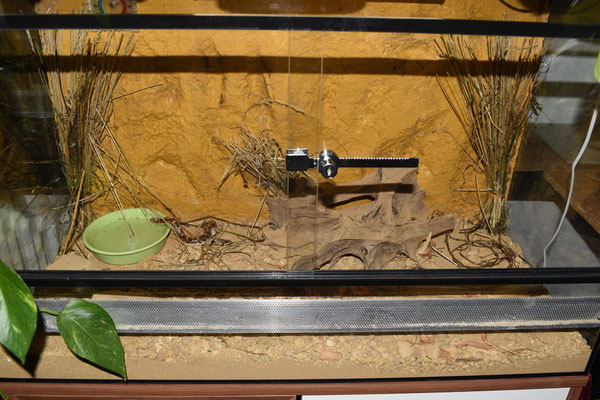 Sandboa Terrarium 1, Zuchtpaar + Jungtiere