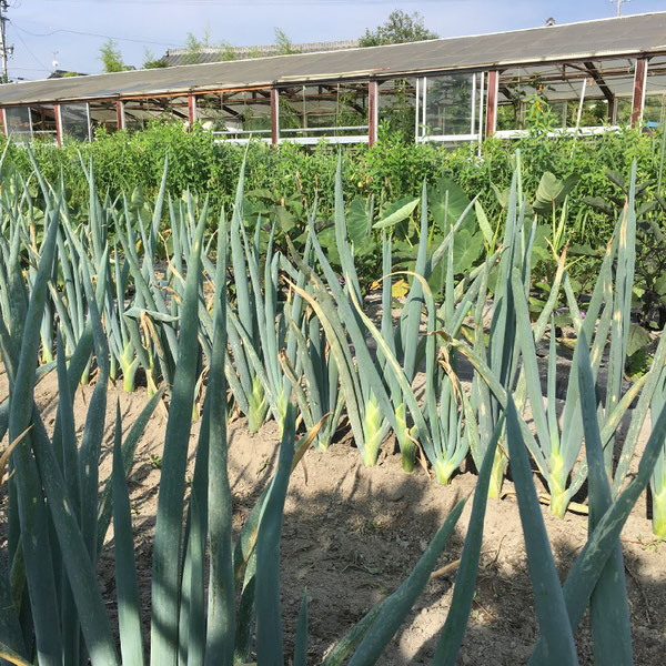 news設計室　建築家　半農半建　農作業　野菜づくり