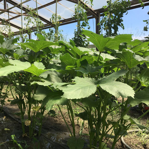 news設計室　建築家　半農半建　農作業　野菜づくり