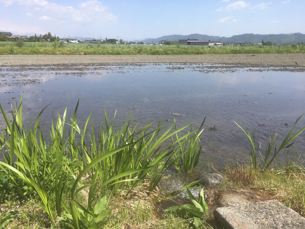 news設計室　事務所　半農半建　農作業　野菜苗　お米づくり